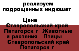 реализуем подрощенных индюшат › Цена ­ 350 - Ставропольский край, Пятигорск г. Животные и растения » Птицы   . Ставропольский край,Пятигорск г.